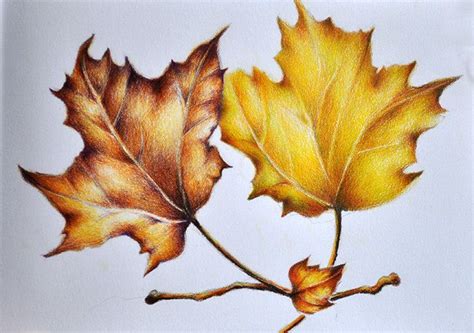 Autumn Leaf Art Colored Pencil Drawing Leaf Drawing Pencil