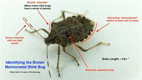 Maycintadamayantixibb Bug That Looks Like Stink Bug But Bigger