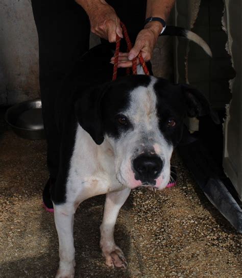 Bully Perro Adopción Cruce Pit Bull Terrier Perrera De Los Barrios