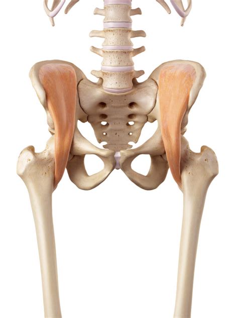 Pelvic Hip Biomechanics Part 2 The Muscles Of The Hip