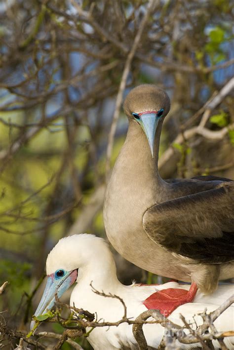 Red Footed Boobies Mating Photograph By William H Mullins
