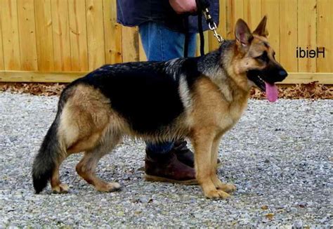 › craigslist dogs for sale california. German Shepherd Puppies For Sale In Ms | PETSIDI