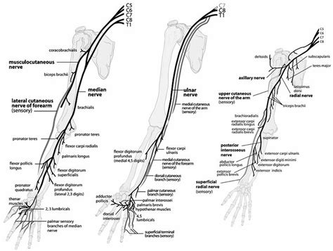 Nerve pathway of upper extremity | Nerve anatomy, Peripheral nerve, Anatomy