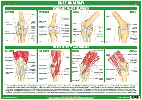 Joint Anatomy Poster Series