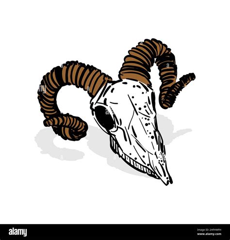 Goat skull hand drawing. Goat head skeleton. Vector illustration Stock
