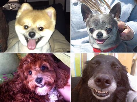 Adorable Smiling Dogs From Huffpost Readers Pictures Huffpost Uk
