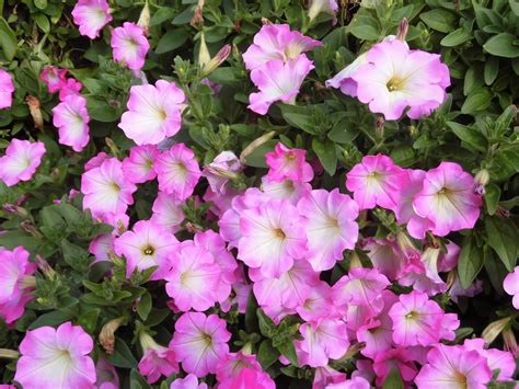 Packet includes 10 seeds in pellet form. 60歳で無職の優雅な日々: ペチュニア・オペラスプリーム・ピンクモーン Petunia 'Opera Supreme ...