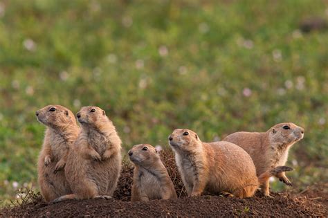 Coterie Of Prairie Dogs Sean Crane Photography