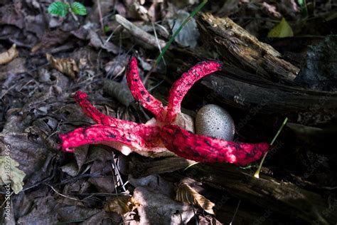 Clathrus Archeri Mushroom Devils Fingers Striking Species From