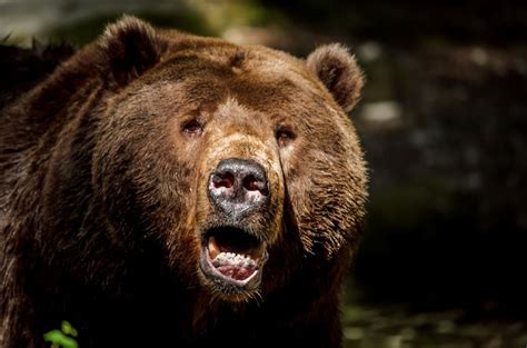 Bruno The Grizzly Bear Photo By Billie Jo Hopp — National Geographic