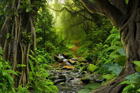 Amazônia Por Que Ela Faz Tão Bem Para A Biodiversidade