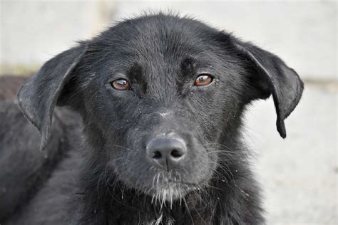 Free Picture Adorable Animal Black Dog Head Pedigree Portrait