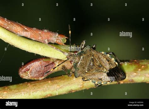 Feed Food Eating Leaf Caterpillar Hemiptera Spear Mouthparts Kill