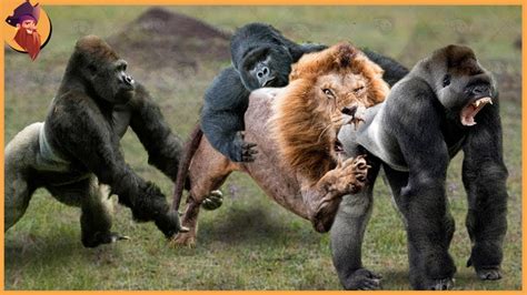 15 Gorillas And Chimps Battling Each Other And Other Animals Youtube