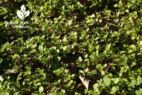 We offer a wide selection of custom services. Beneficial Weeds | Central Texas Gardener