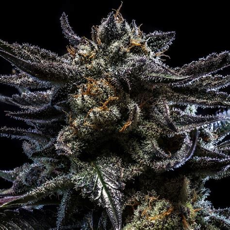 Zombie Kush Feminized Cannabis Seeds Ripper Seeds
