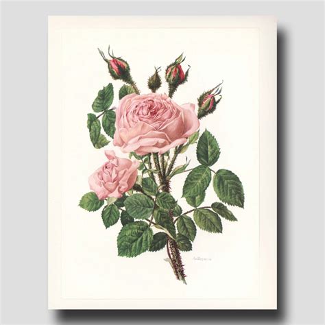 Vintage Botanical Prints Pink Roses By Paragonvintageprints