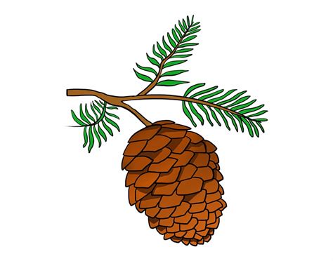 How To Draw Pinecone Pine Cone Drawing Easy Clip Art Library