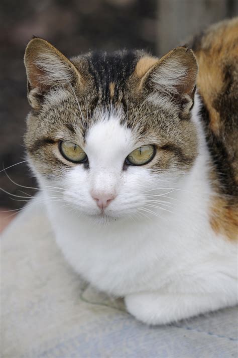 Heather and alan's cat ruby ruins their. How to identify signs of aggressive reactions in cats ...