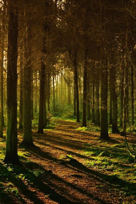 13 Biggest Forests In England You Need To Visit 2023 Guide