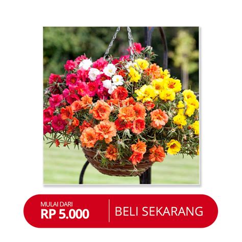 Gubahan yang diajar cukup simple tapi cantik confirm korang. Paling Bagus 18+ Gambar Bunga Simple Dan Cantik - Gambar ...