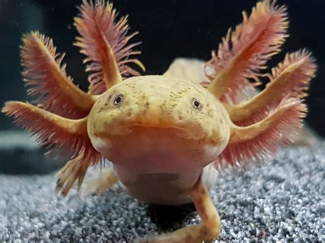 Ixi My Copper Axolotl Raxolotls
