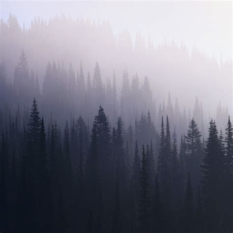 2932x2932 Forest Mist Ipad Pro Retina Display Hd 4k Wallpapers Images