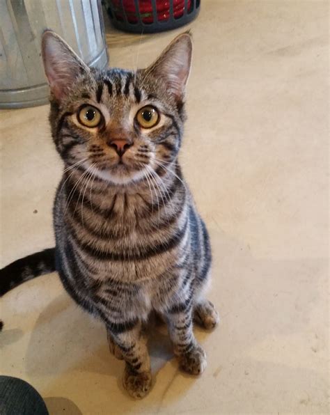 An indoor cat will age approximately 4 human years for every one cat year, and an outdoor cat will age. Tony is a 9-month-old tabby kitten. He is affectionate ...