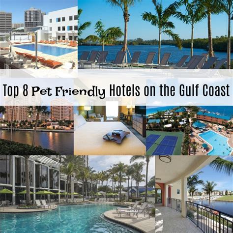 Pet Friendly Hotels Florida Gulf Coast Pets Animals Us