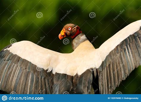 King Vulture Costa Rica Large Bird Found In South America Wildlife Scene From Tropic Nature