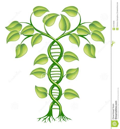 Dna Plant Concept Royalty Free Stock Photo Image 21276035