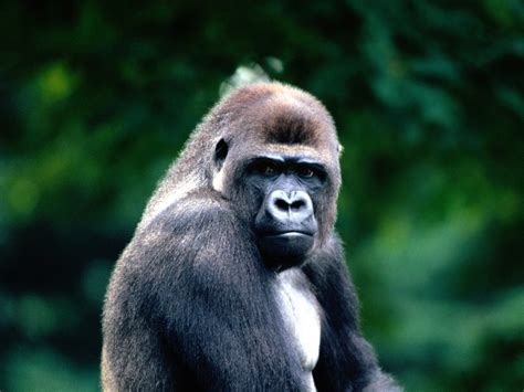 Western Gorilla Animal Wildlife