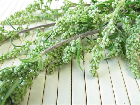 Der richtige zeitpunkt entscheidet bei der in kürze anstehenden ährenbehandlung. Pollen und Gräser in der Übersicht - Was blüht wann und ...