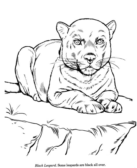 Download Animal Drawings Coloring Pages | Black Leopard animal identification drawing and coloring pages ...