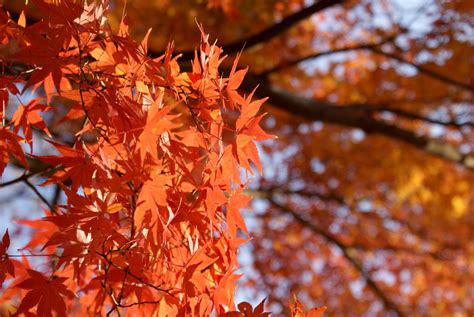 Day Growth Season Autumn Collection Natural Condition Maple Leaf