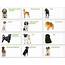 All List Of Different Dogs Breeds March 2012