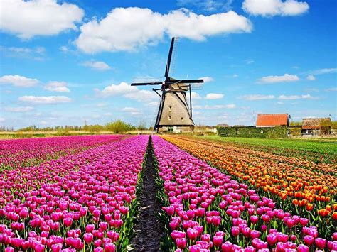 Đẹp Nao Lòng Mùa Hoa Tulip Tại Hà Lan Vietravel