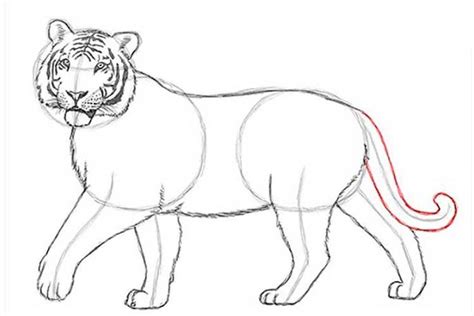 How To Draw A Tiger Tiger Drawing Drawings Tiger Drawing Tutorial