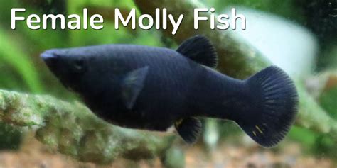 Black Molly Fish Having Babies