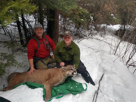 197 pound cougar captured by state biologists near chewelah komo