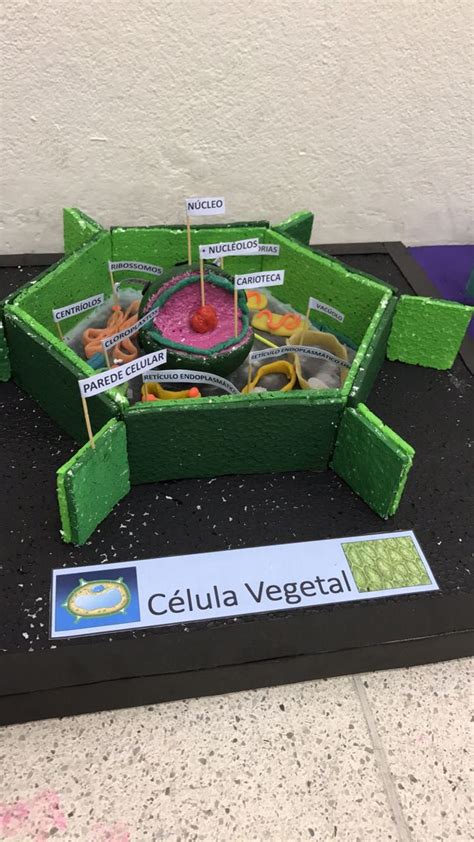 Maquete Célula Vegetal Com Organelas Identificadas Cggjr Edible Cell