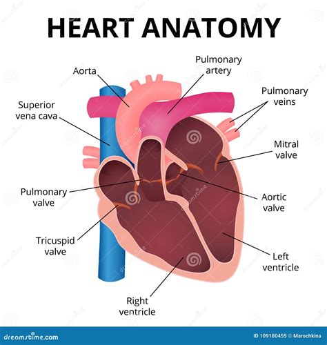 Anatomy Of The Human Heart Stock Vector Illustration Of Heartbeat