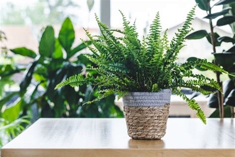 Fantastic Ferns To Grow Indoors Flowerland Home And Garden Iver