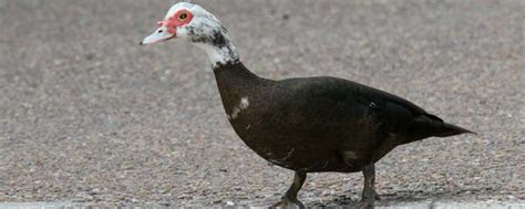 Woodpeckers can also do damage to your trees and home. Get Rid of Birds | Mynah & Pigeon Control | Knockout Pest ...