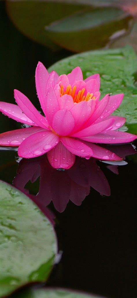 Download 1125x2436 Wallpaper Lake Big Leaf Water Lily Flower Iphone