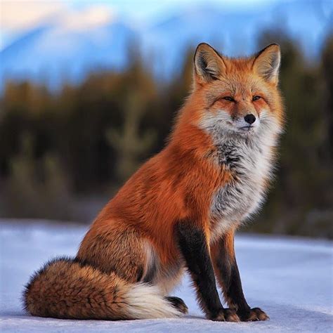 Red Fox Yukon By Robert Postma On 500px Pet Fox Cute Baby Animals Fox