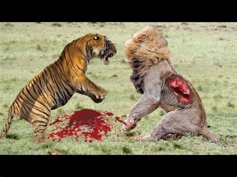 Those in the wild now only survive on the grounds of national parks and various conservations in africa. Lion vs Tiger Real Fight HD # Animal Planet# 2016 - YouTube