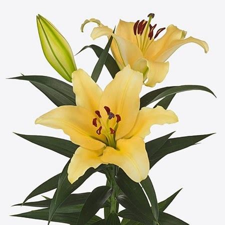 Lily Oriental Shine On Cm Wholesale Dutch Flowers Florist