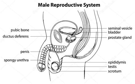 Sistema reproductor masculino vector gráfico vectorial blueringmedia imagen