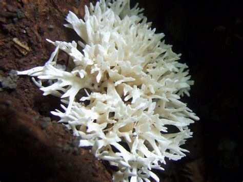 Clavulina Coralloides Efloraofindia